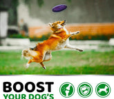 Dog leaping to catch a purple frisbee in an outdoor setting with text &