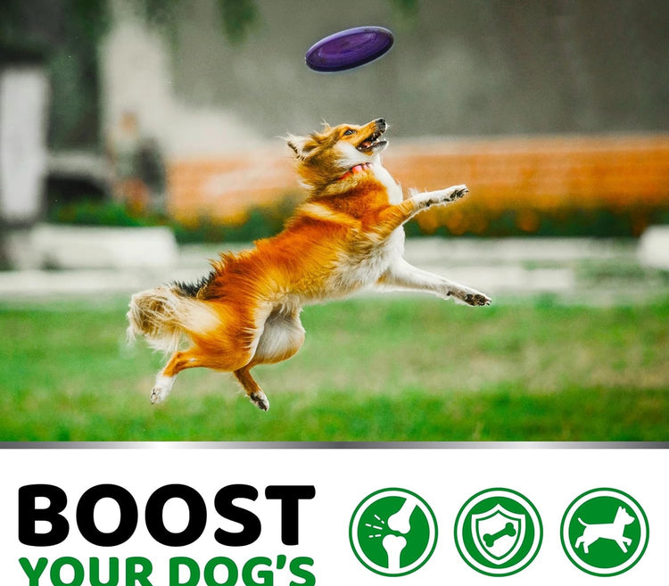 Dog leaping to catch a purple frisbee in an outdoor setting with text &