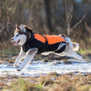Winter Warm And Fashionable Pellet Down Jacket For Dogs